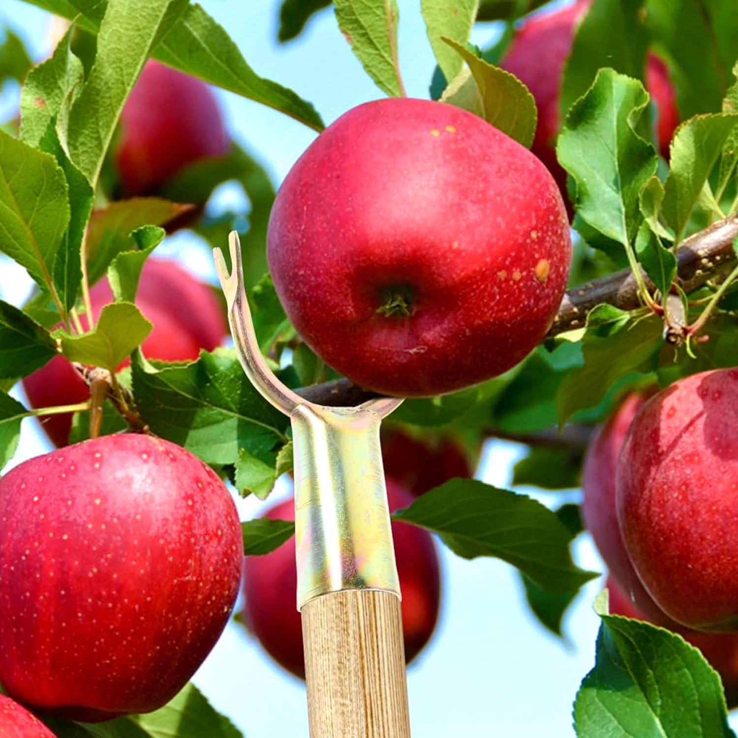 Fruit Plucking Tool Head Set (2 Pc)